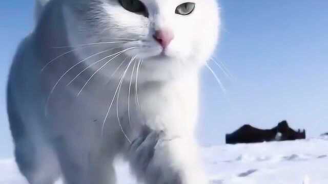 眼神高冷的猫咪,行走在雪白的冰雪世界,这画面太抓人