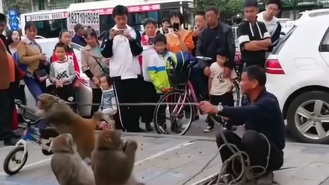 猴子不愧是灵长类的动物,骑自行车都能骑得这么好,吸引了大量的路人!