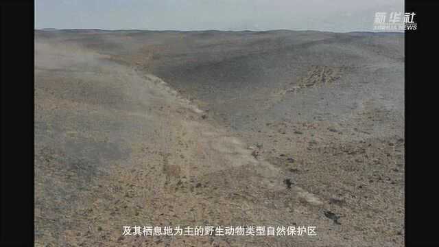 美丽中国——新疆卡拉麦里山有蹄类野生动物自然保护区掠影(zh)