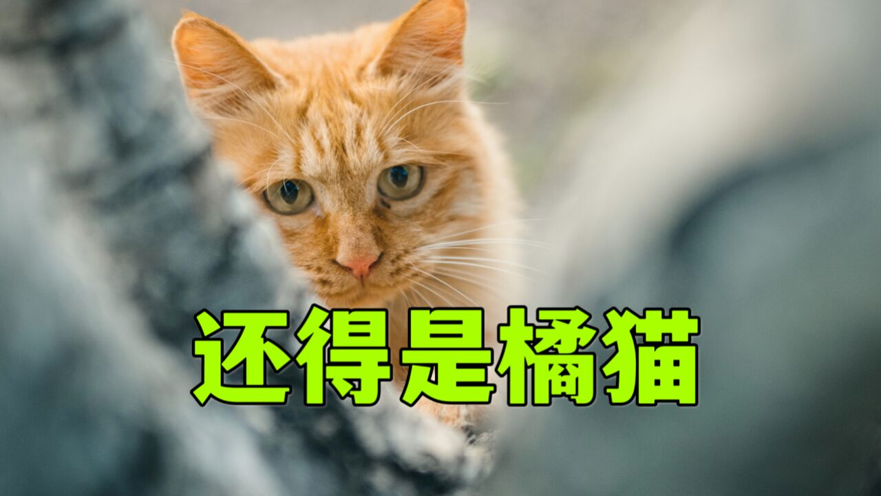 还得是橘猫,有事它真上啊!