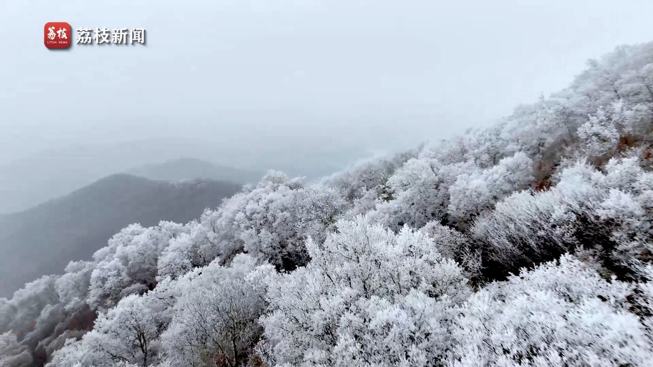 银枝玉挂!南京紫金山现雾凇景观