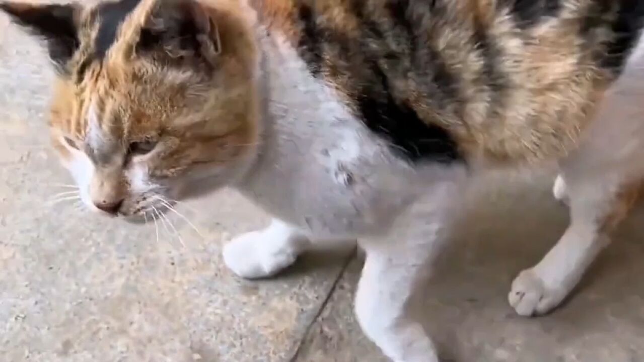 三花猫:神秘力量的象征,带来好运与财富