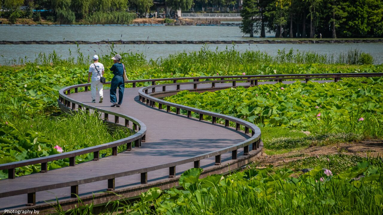 夏至,带你领略管社山的荷韵美景