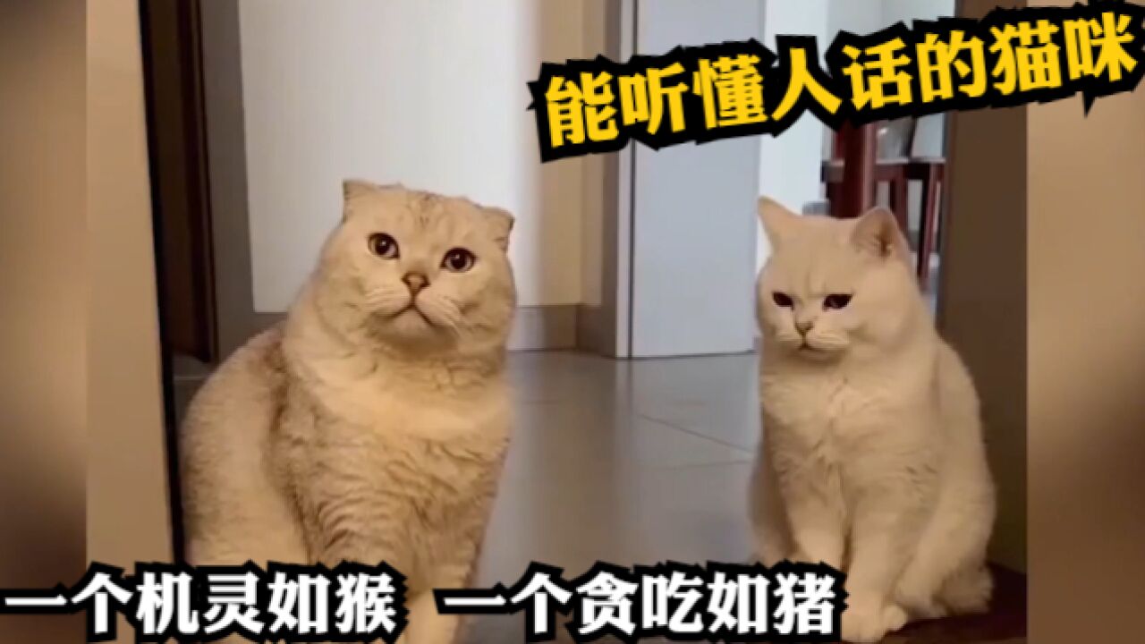 能听懂人话的猫咪!一个机灵如猴,一个贪吃如猪