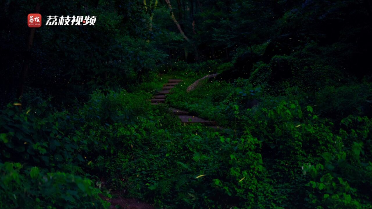 童话夜森林!南京老山漫山遍野萤火虫飞舞