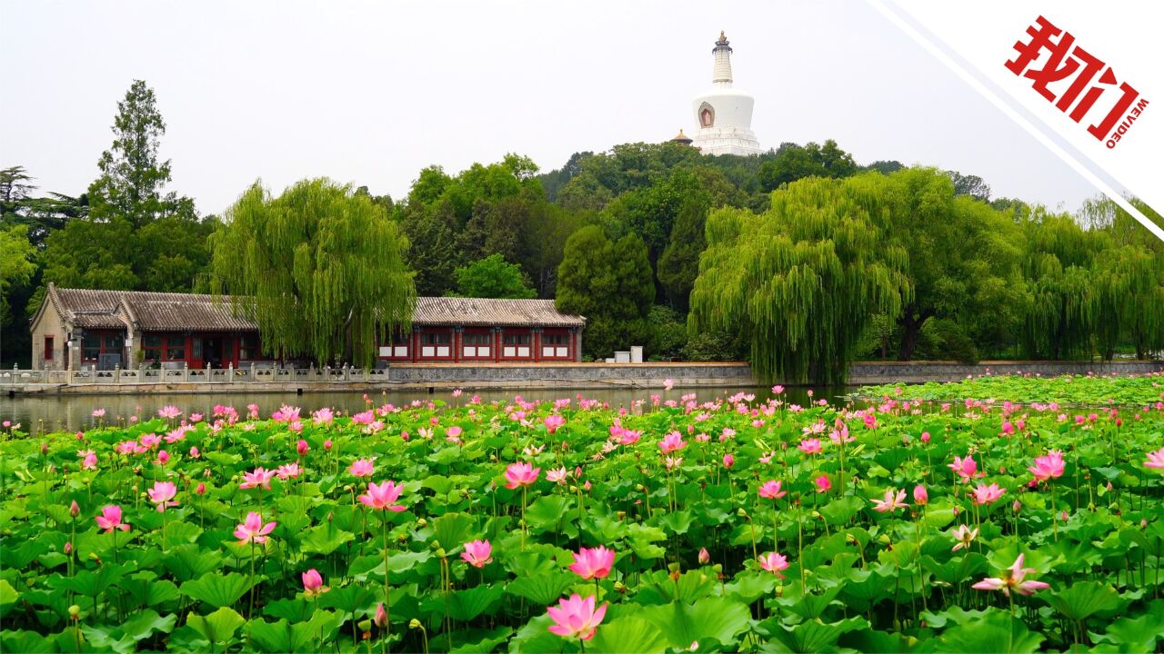 北京北海公园赏荷正当时:荷花与白塔同框 相映成趣美不胜收