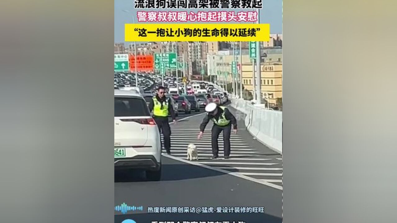 2月13日,上海.网友在高架上堵车时,看到两名警察在追一只误闯高架的小狗.高架上车流量密集,警察叔叔将其抱起并摸头安慰带下高架.网友表示“这...