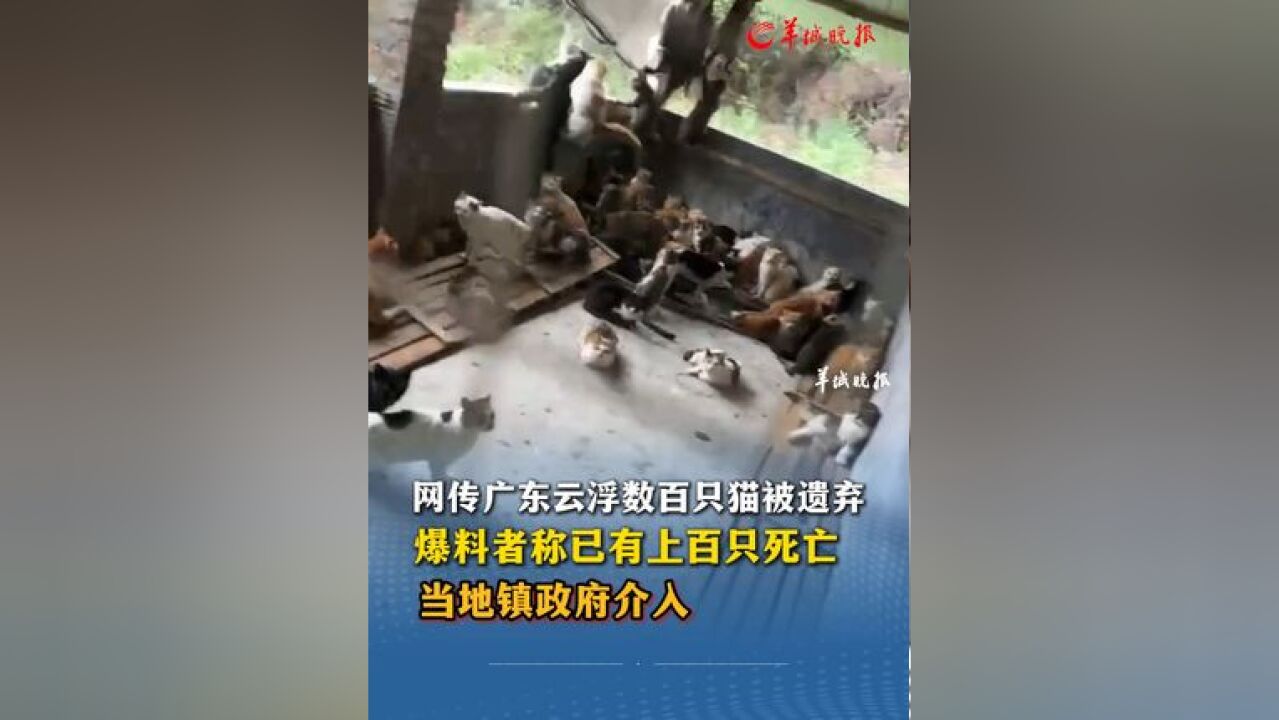 网传广东云浮数百只猫被遗弃,爆料者称已有上百只死亡,当地镇政府介入