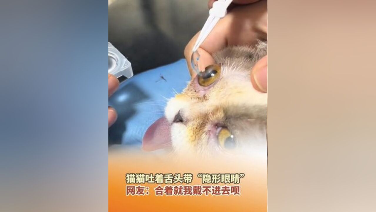 11月14日,江苏无锡猫猫吐着舌头带“隐形眼睛”,网友:合着就我戴不进去呗.