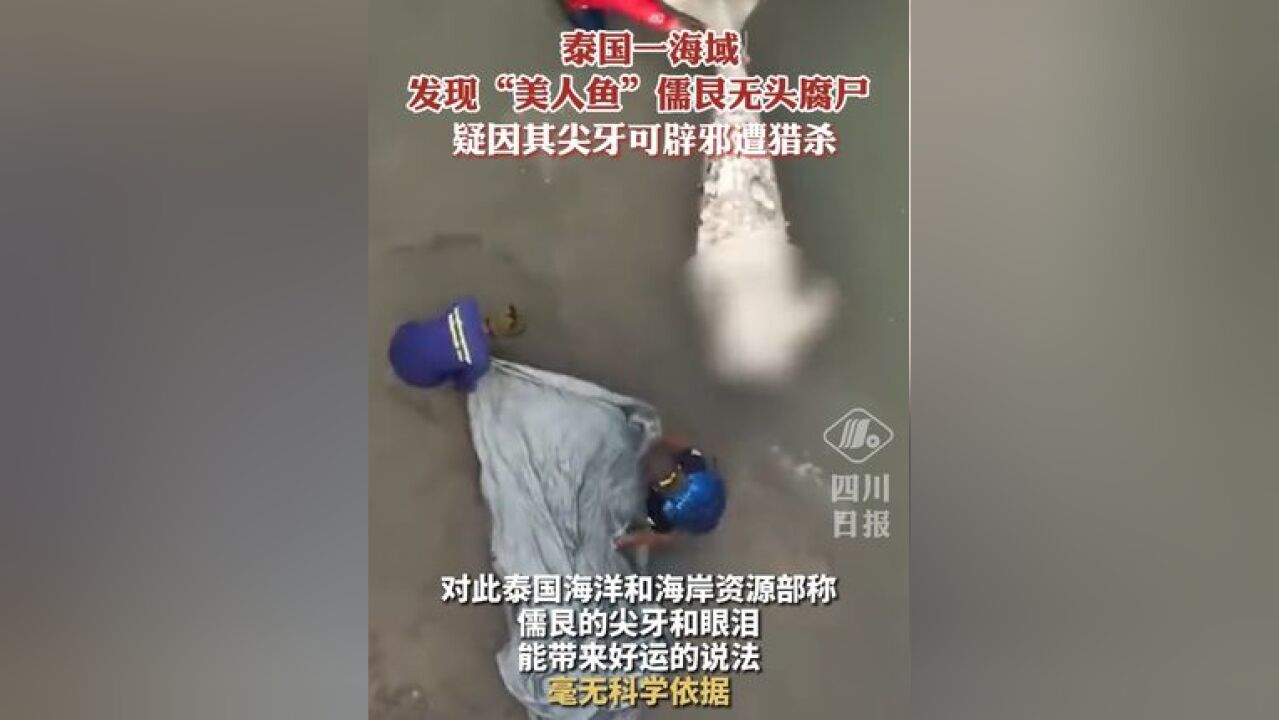 泰国一海域发现无头“美人鱼”, 疑因猎人迷信其尖牙可辟邪遭猎杀