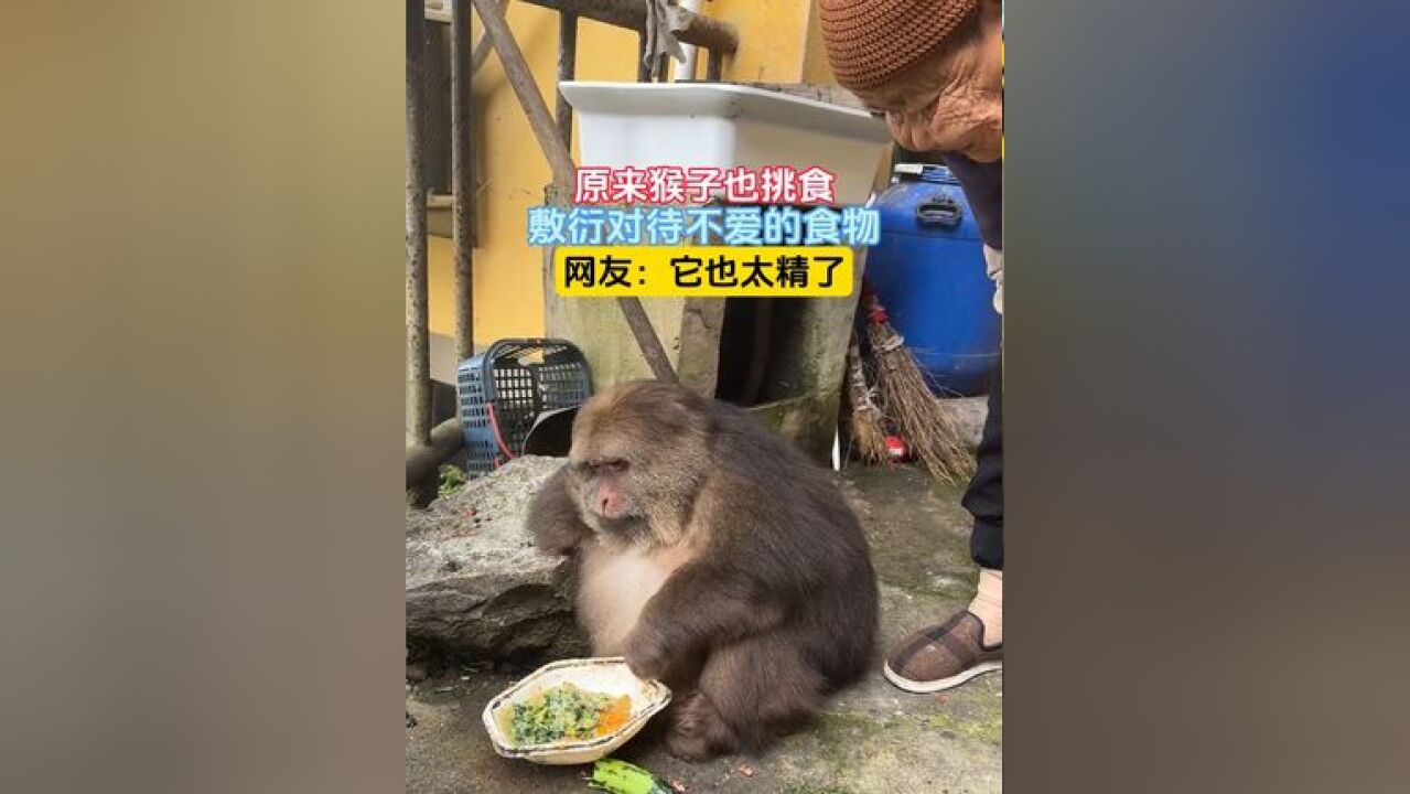 原来猴子也挑食,敷衍对待不爱的食物,网友:它也太精了