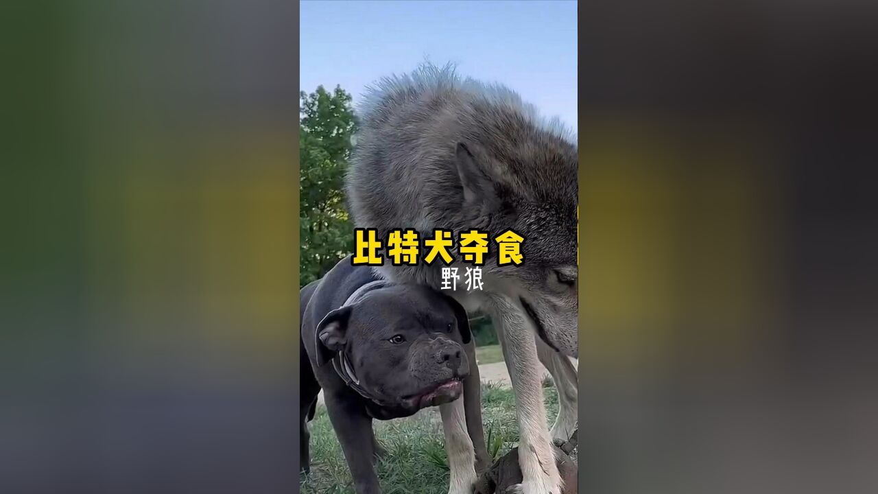 比特犬在野狼口中夺食