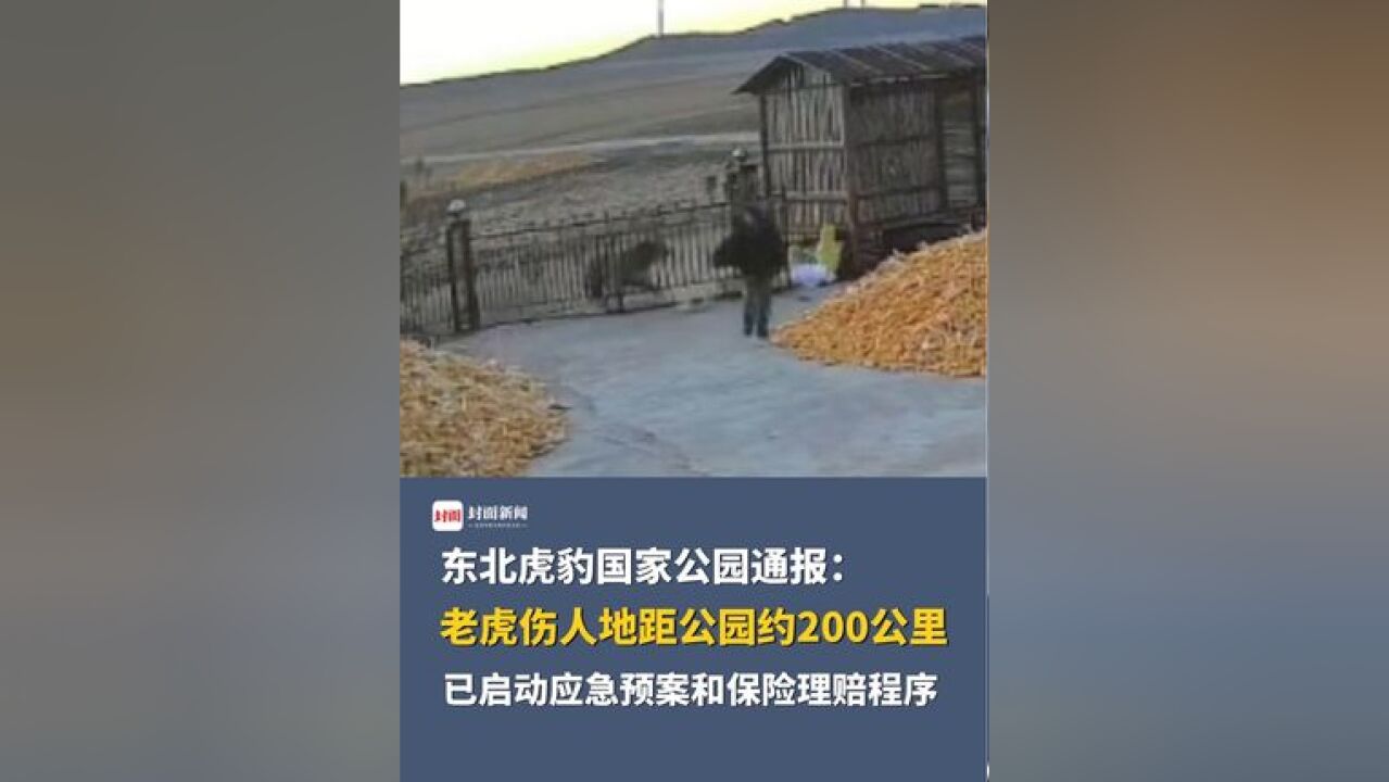 东北虎豹国家公园通报:老虎伤人地距公园约200公里,已启动应急预案和保险理赔程序