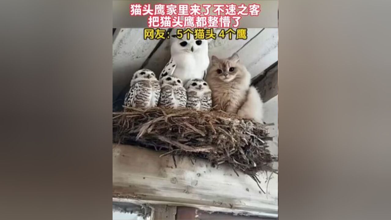 猫头鹰家里来了不速之客,把猫头鹰都整懵了