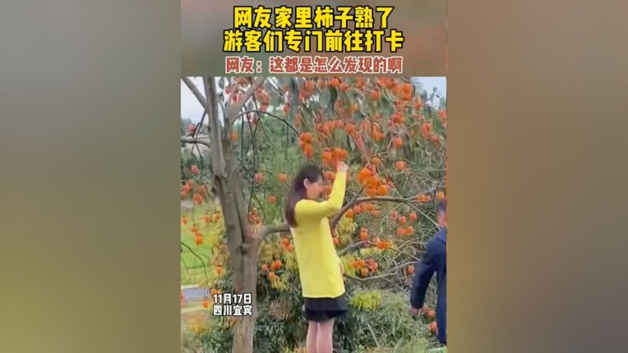 网友家柿子树非常美,游客专门前往打卡 网友:这都是怎么发现的