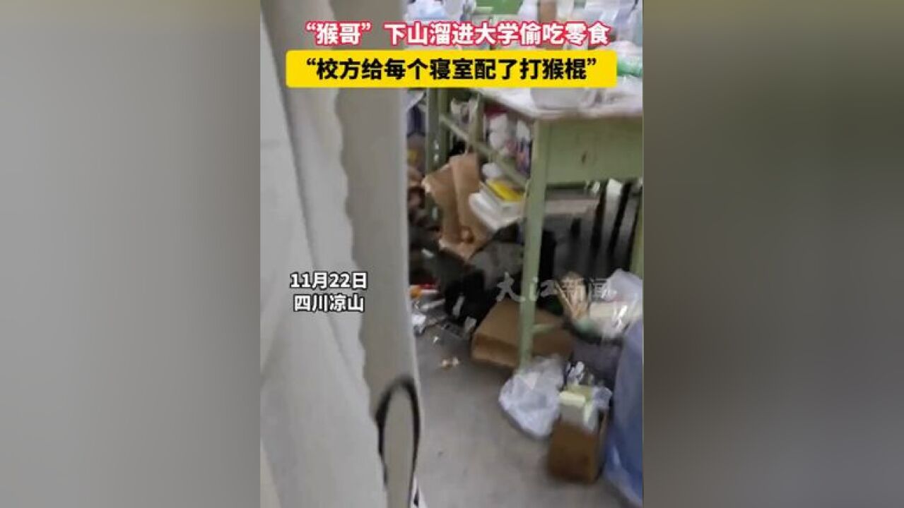 “猴哥”下山溜进大学偷吃零食,校方给每个寝室配了打猴棍