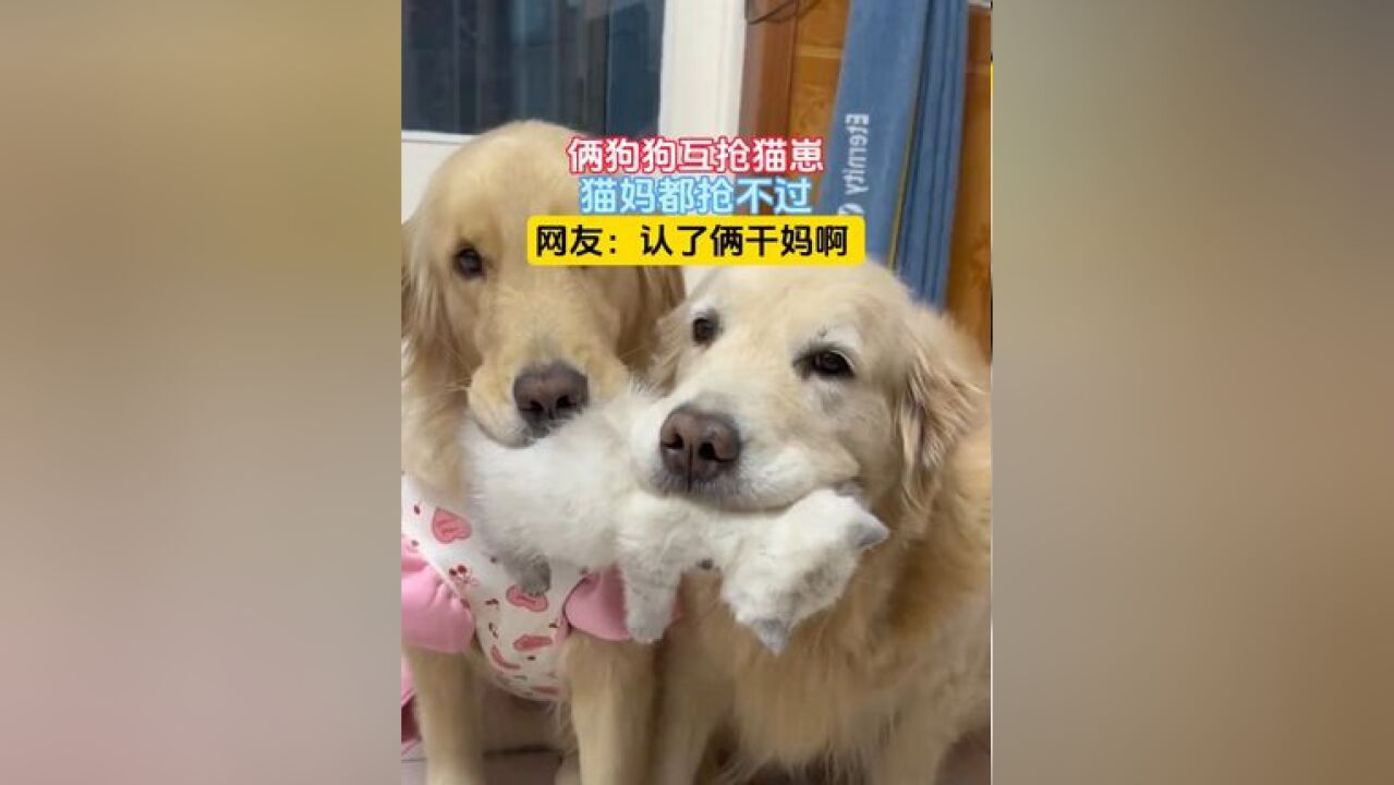 俩狗狗互抢猫崽,猫妈都抢不过,网友:认了俩干妈啊