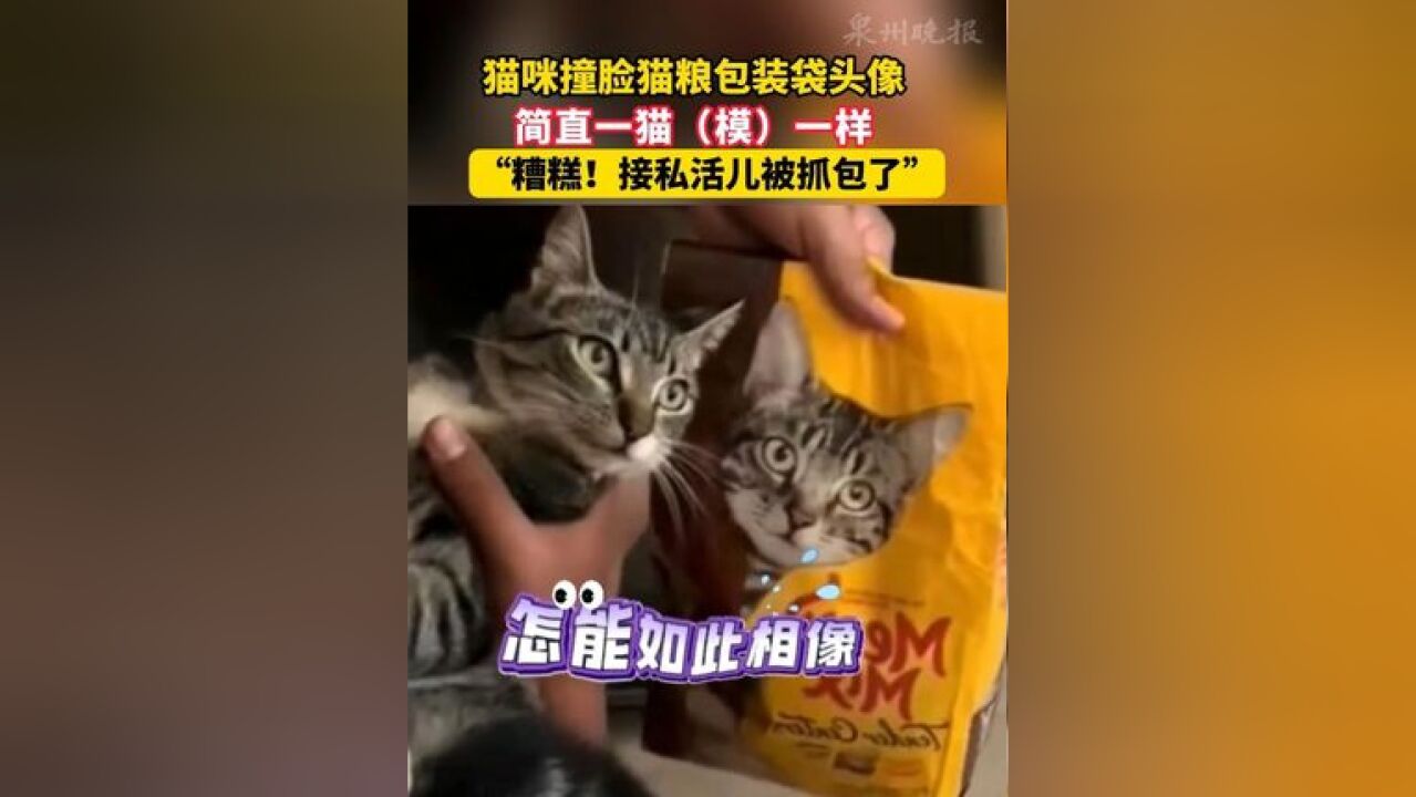 猫咪撞脸猫粮包装袋头像,简直一猫一样!糟糕!接私活儿被抓包了