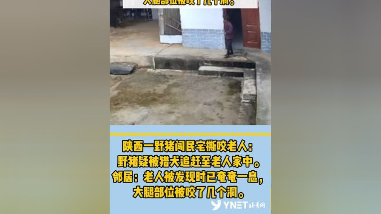 陕西一野猪闯民宅撕咬老人:野猪疑被猎犬追赶至老人家中,邻居:老人被发现时已奄奄一息,大腿部位被咬了几个洞