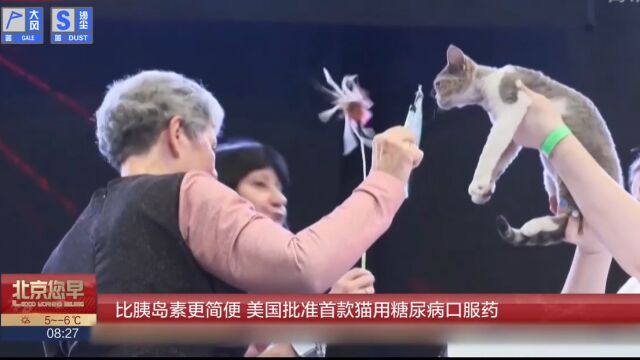 比胰岛素更简便,美国批准首款猫用糖尿病口服药