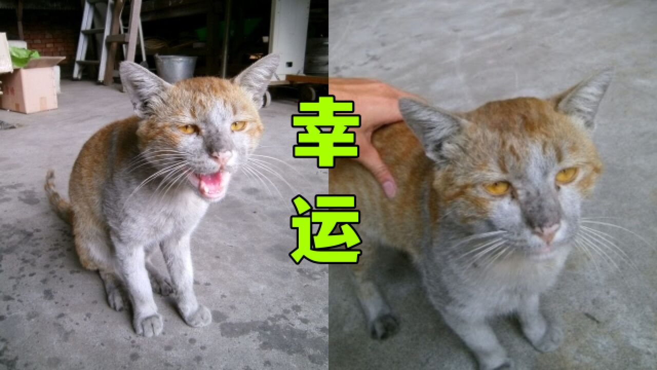 这种灰头土脸的流浪猫,其实很幸运