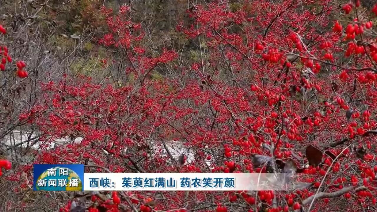 南阳西峡:茱萸红满山,药农笑开颜