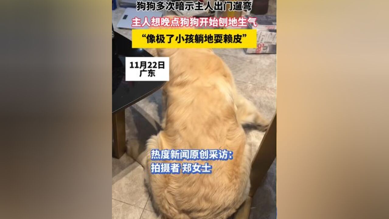 狗狗多次暗示主人出门遛弯,主人想晚点狗狗开始刨地生气,“像极了小孩躺地耍赖皮”