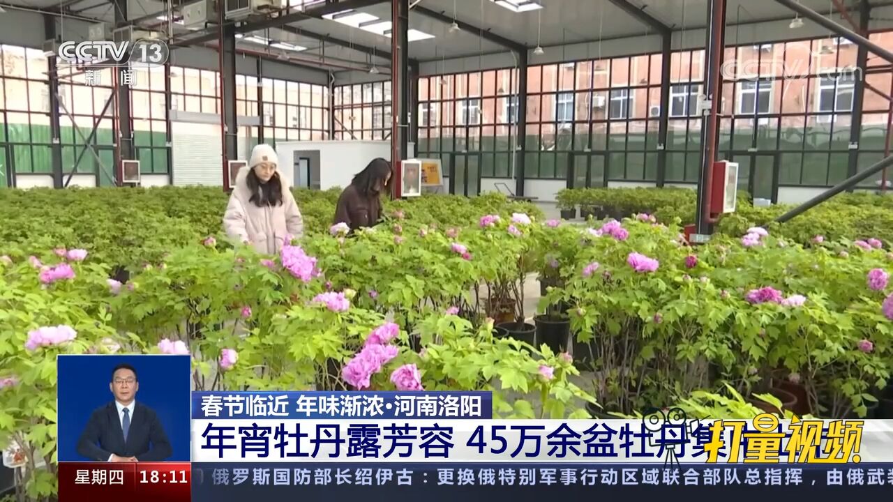 年宵花品种丰富,市民采购喜迎春节