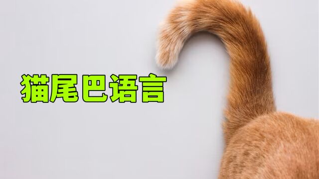 猫尾巴语言:让你秒懂猫咪的喜怒哀乐