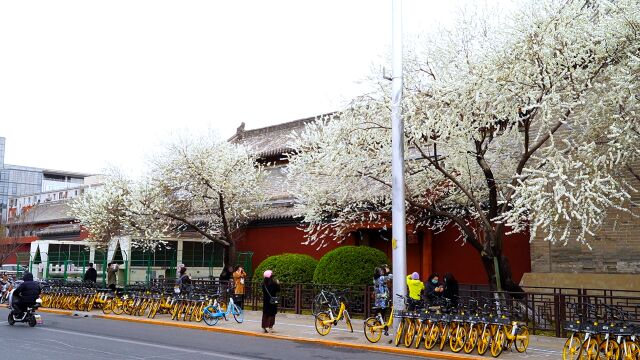 雍和宫外碧桃花开纯白如雪,引众多游客拍照打卡