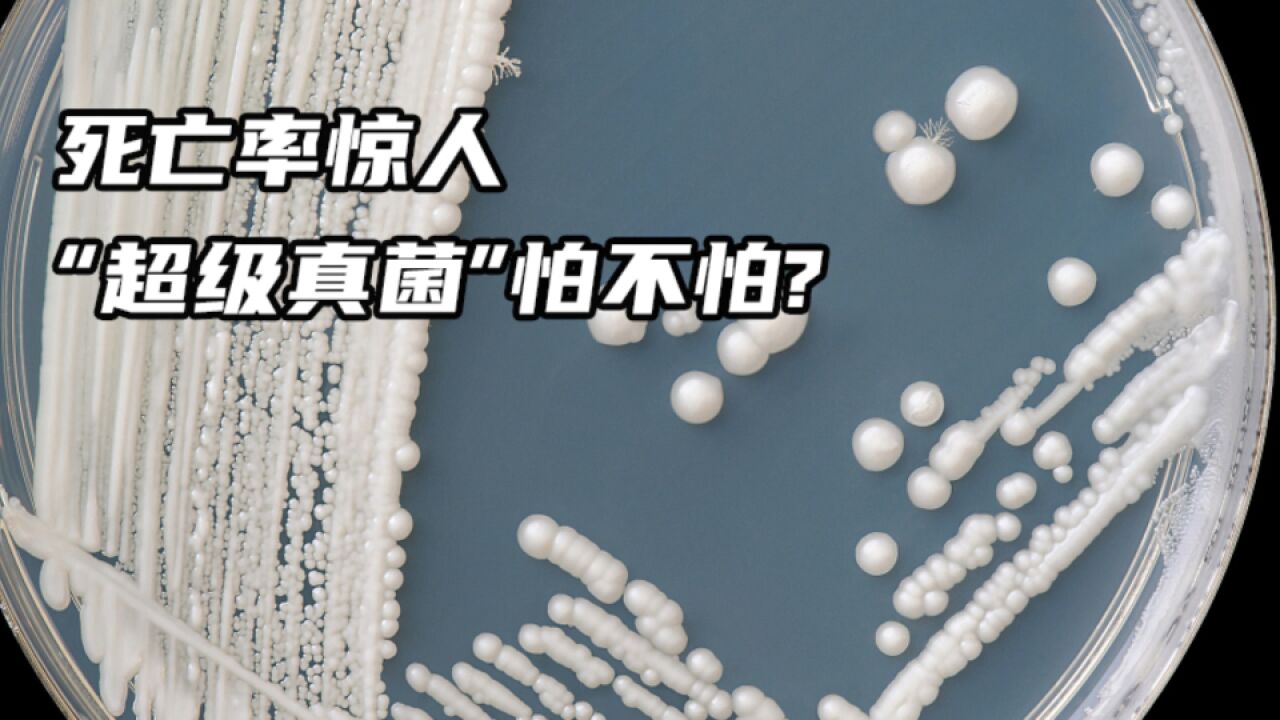 超级真菌“耳念珠菌”正在以惊人速度传播:诊断复杂、死亡率惊人