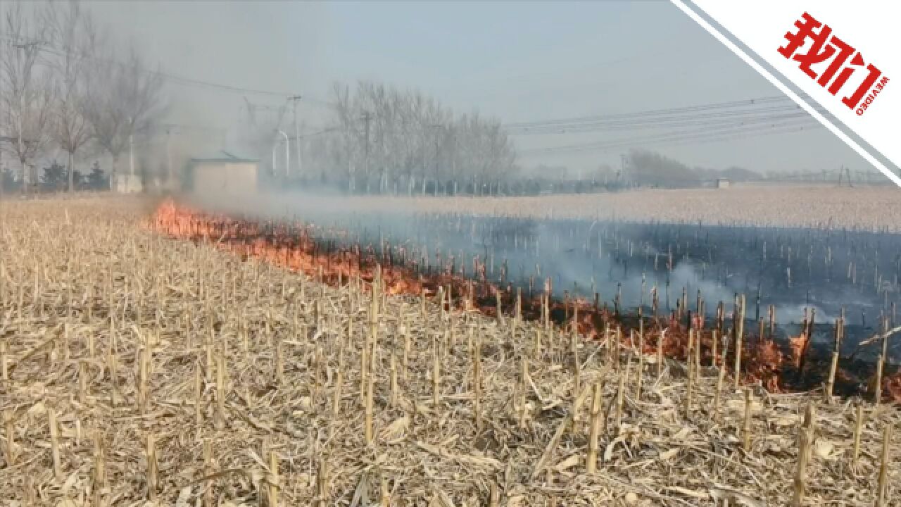 哈尔滨双城秸秆被引燃现场曝光 街道办:上坟烧纸引起 出动三辆消防车扑灭