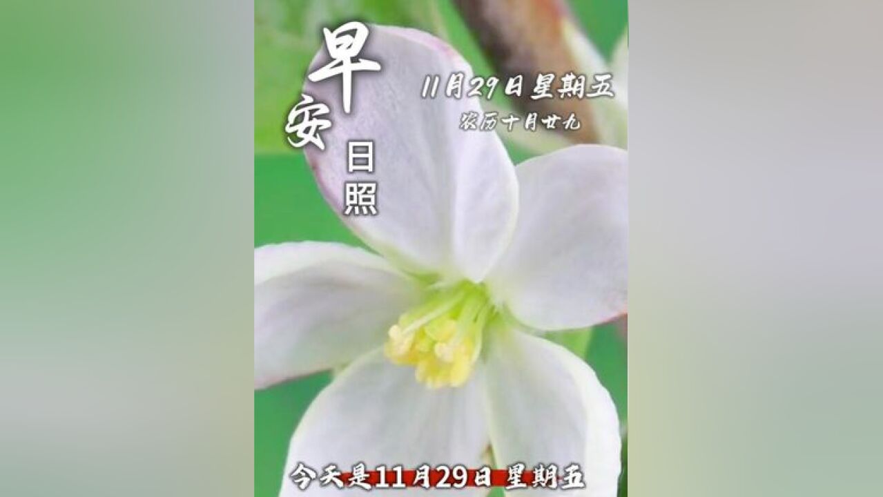 今天是11月29日,星期五,农历十月廿九,早安!