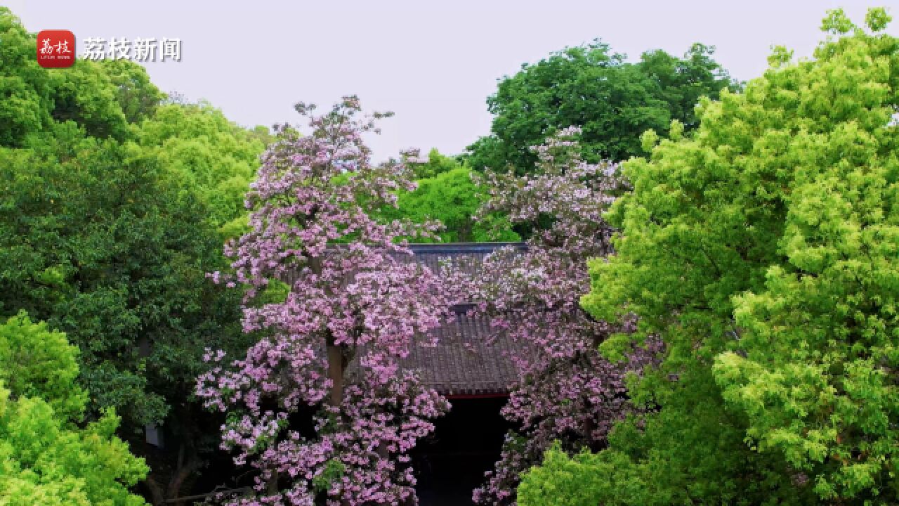 比翼双飞!浙江杭州两棵536岁古楸树花开似海