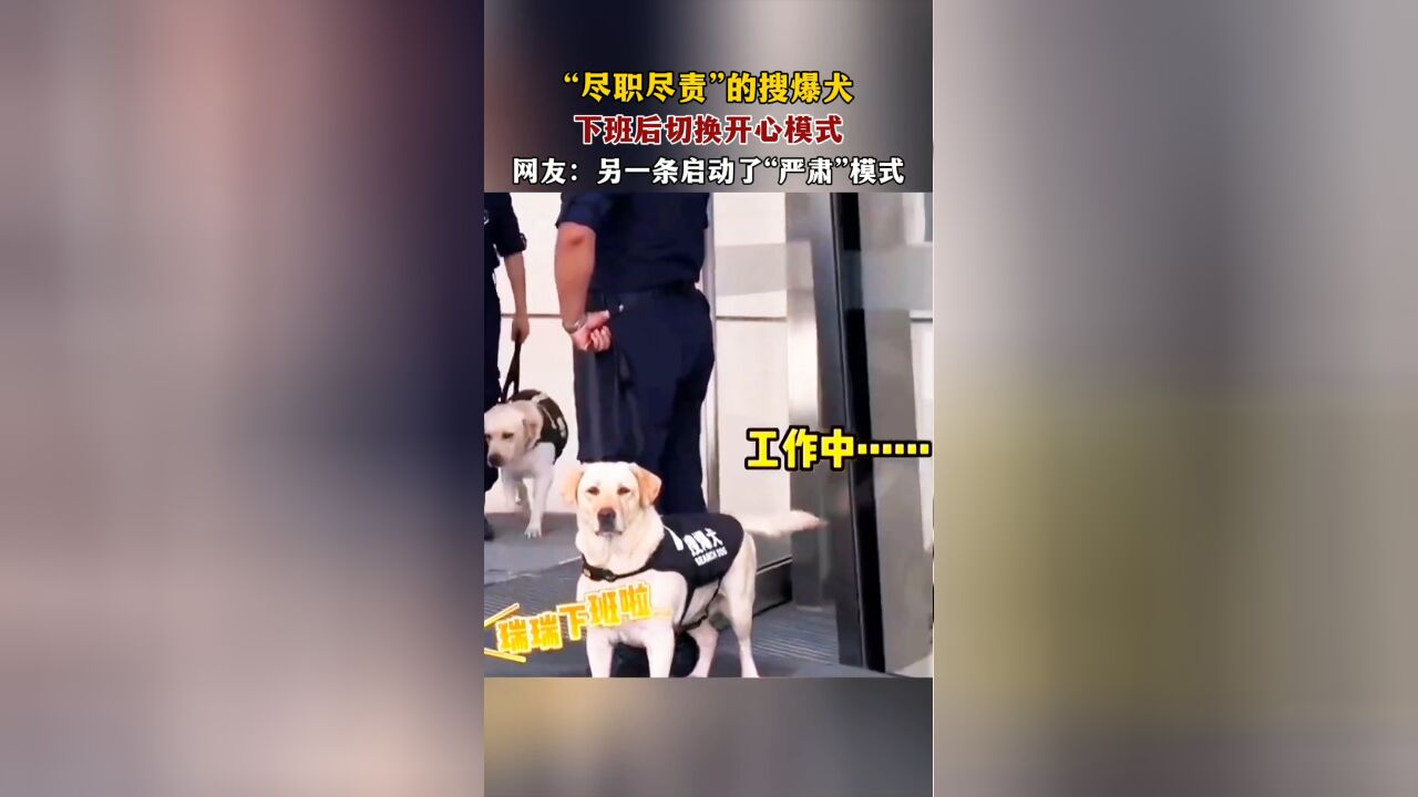 “尽职尽责”的搜爆犬,下班后切换开心模式