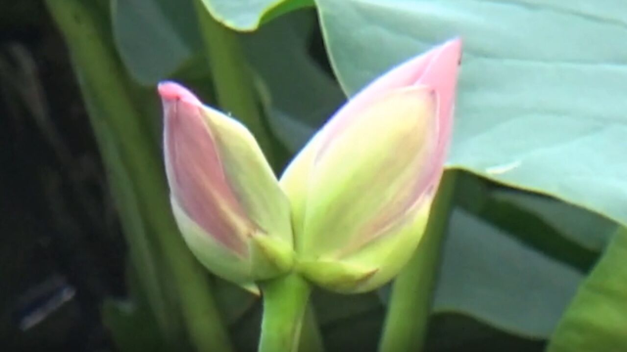 好运“莲莲”!大明湖出现罕见并蒂莲 游客说出现概率十万分之一