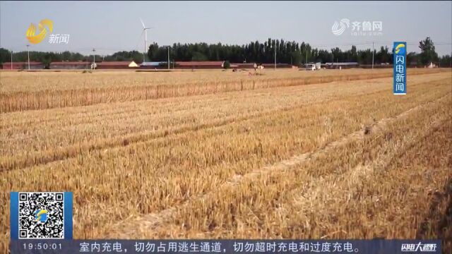 小麦秸秆、牛粪变废为宝!种养循环模式,助力粮食增产农民增收