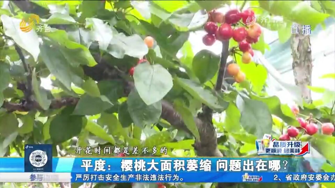 近40亩樱桃突然萎缩,11户果农损失惨重,怀疑是座果剂有问题