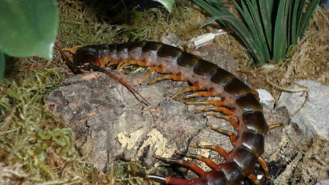 Thumbplayer Poster Plugin Image