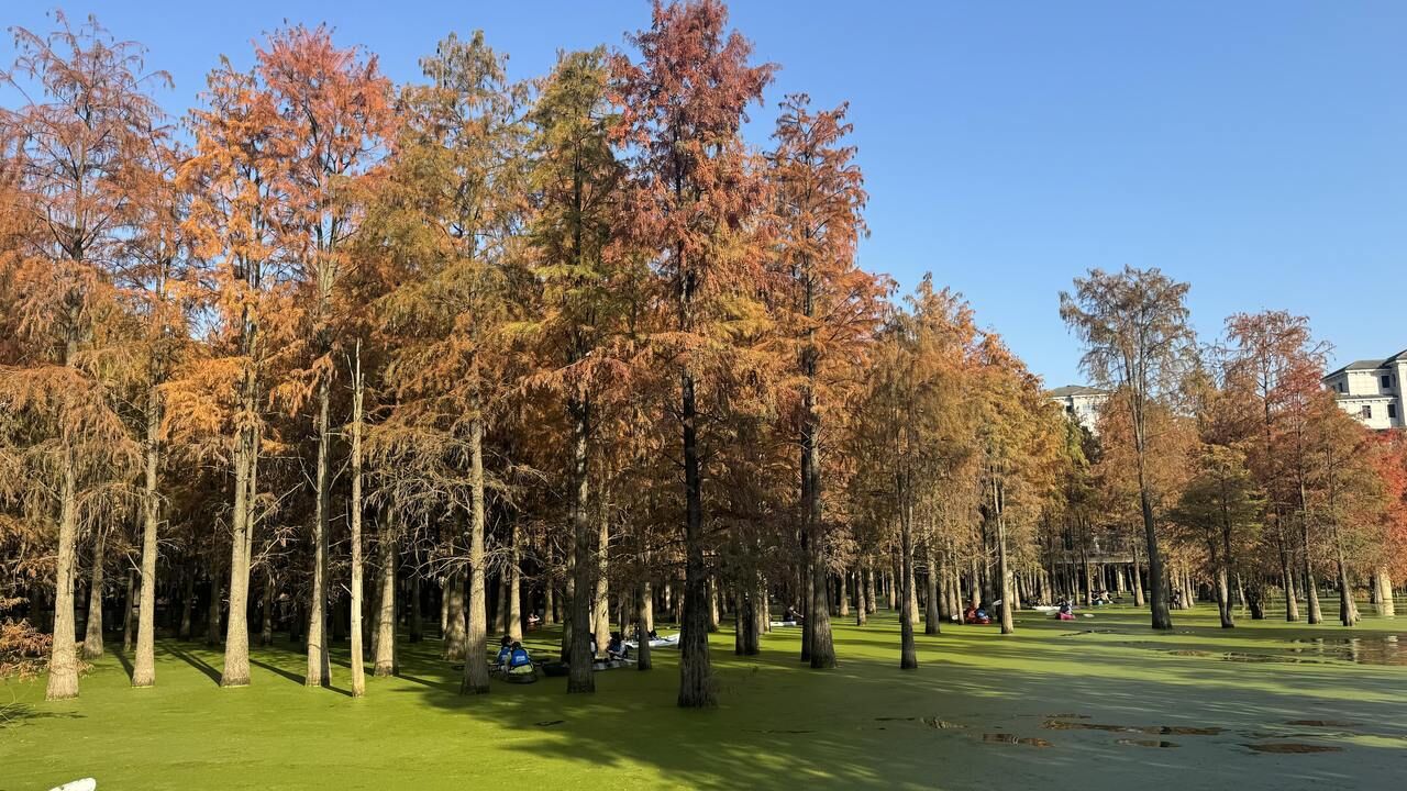 穿行青山湖水上森林,尽享“人鸟船树”的绝美意境