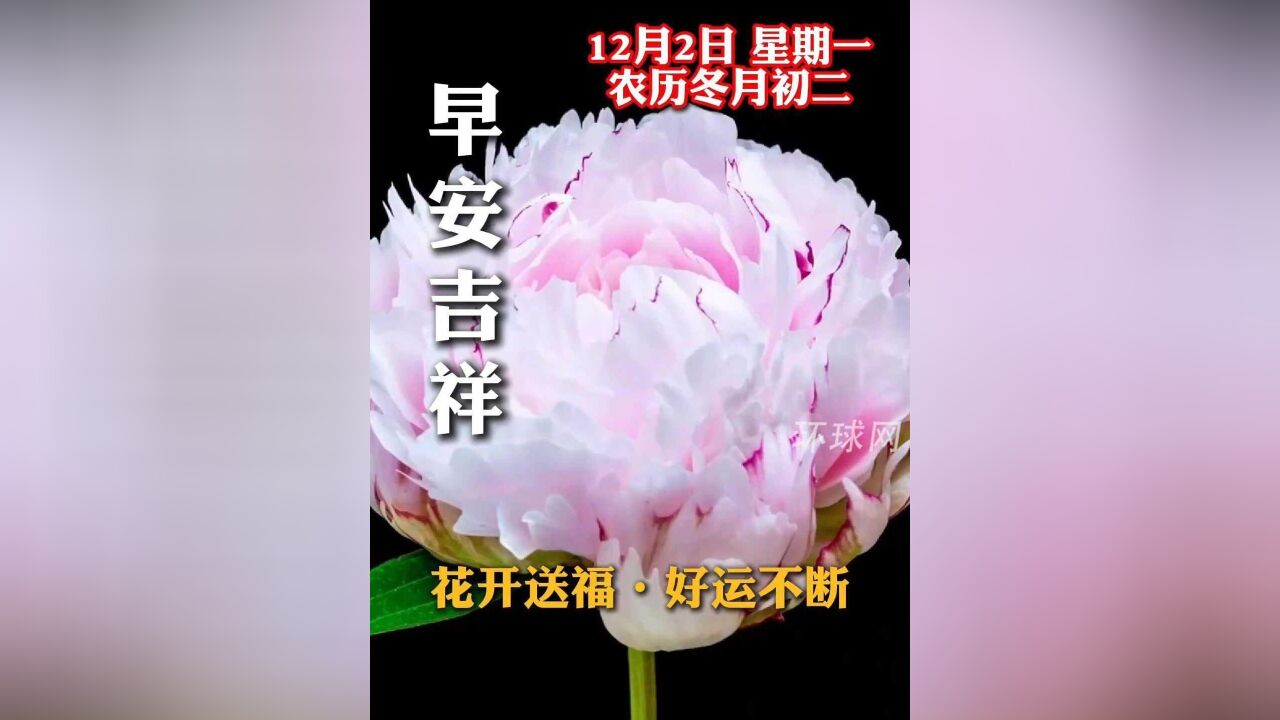 早安!花开送福,好运不断,祝愿您和家人好运连连,幸福满满