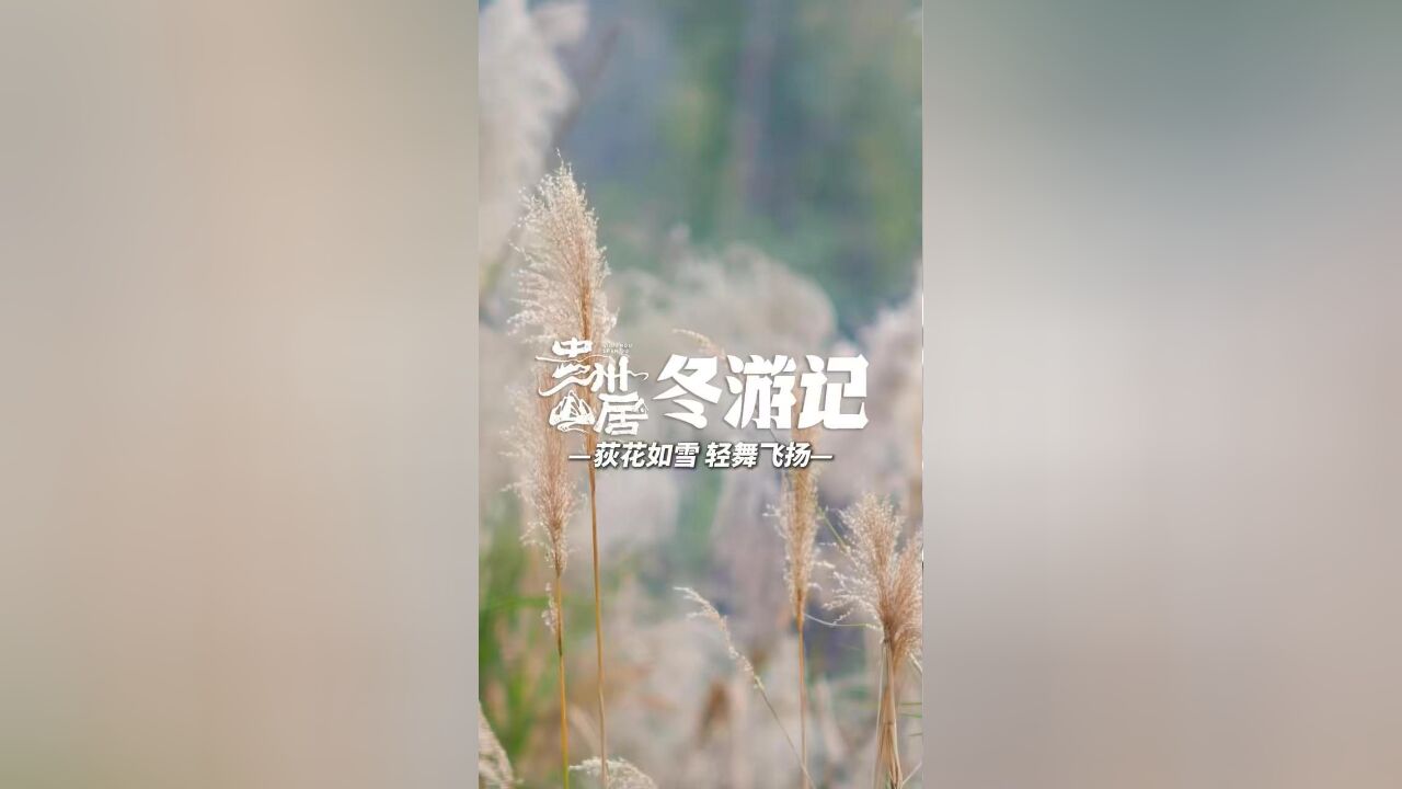 荻花如雪,轻舞飞扬,这样的冬韵,且行且珍惜