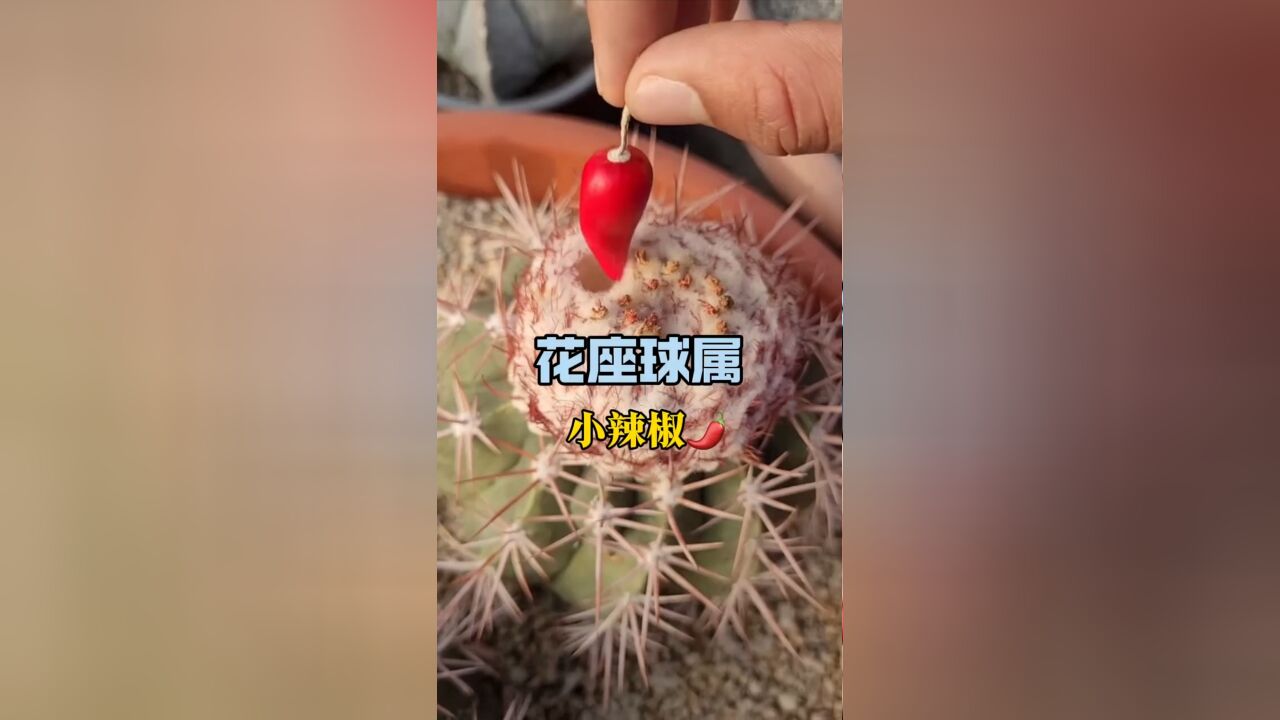 仙人掌竟然结出了“小辣椒”,而且这些“小辣椒”居然可以吃