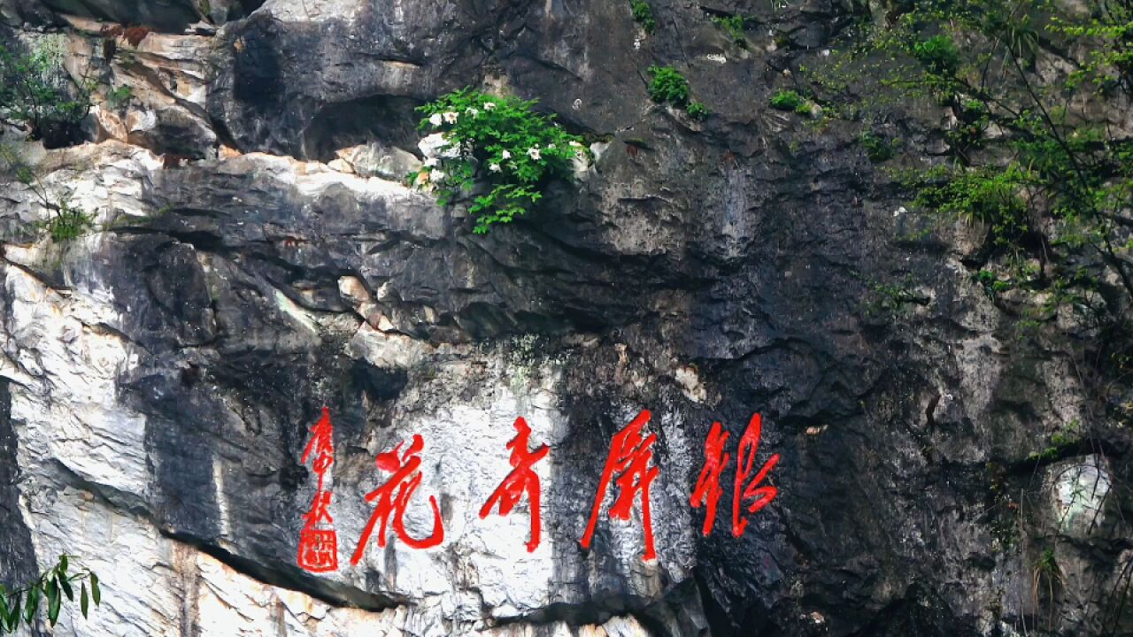 清明节,巢湖银屏山景区,千年牡丹再次绽放