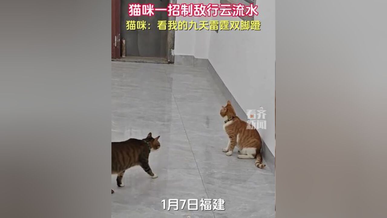 猫咪一招制敌行云流水