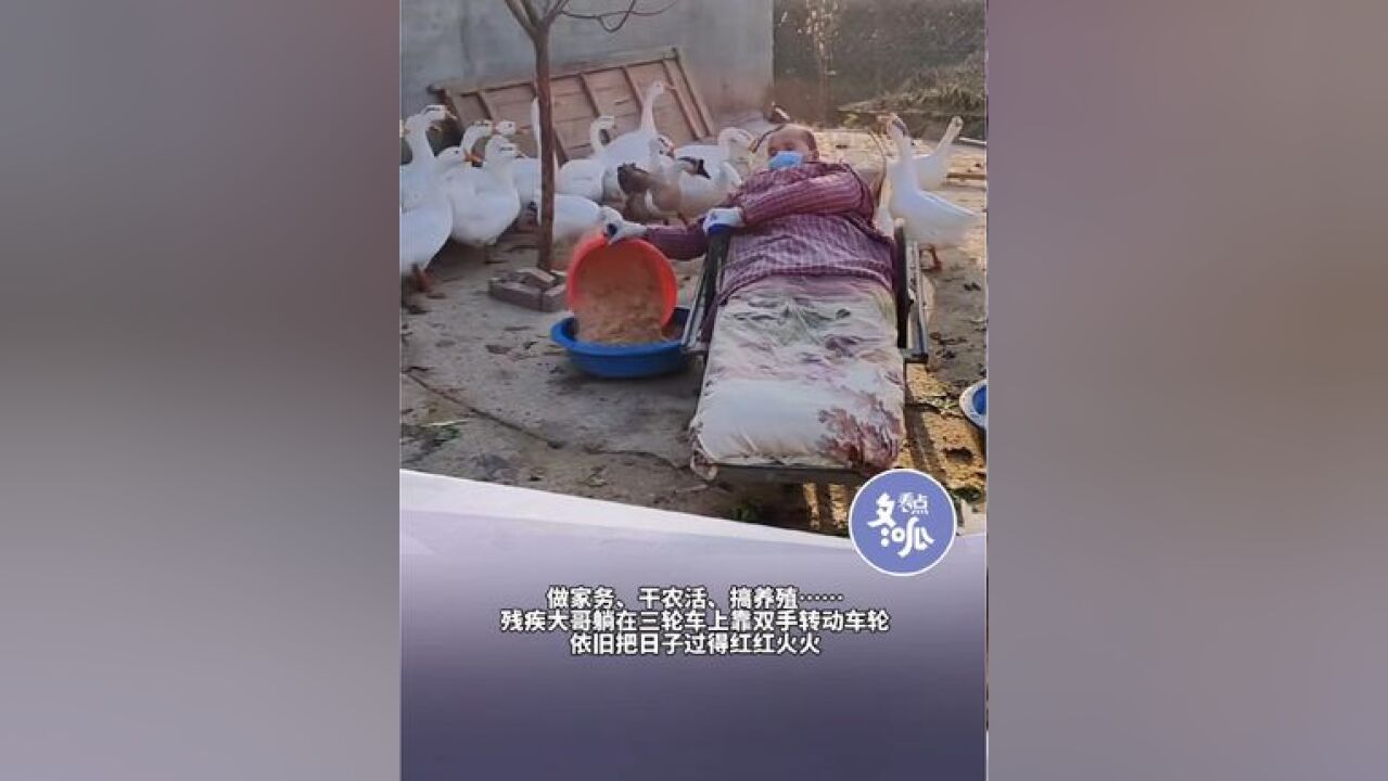 河南周口一名因强直性脊柱炎造成下半身残疾的男子,躺在三轮车上凭借一双手搞养殖,拼出幸福生活!