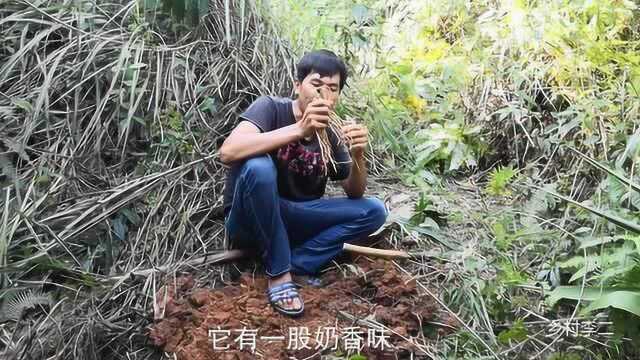 这种植物的根有一股奶香味,是煲汤的好药材,它就是五指毛桃