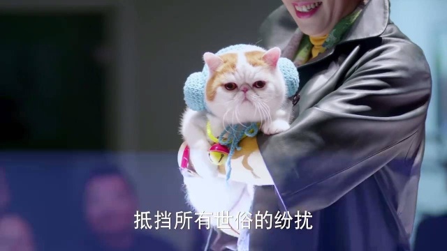 宠物乐园成功举办萌宠大赛,网络红猫压轴登场,现场沸腾了