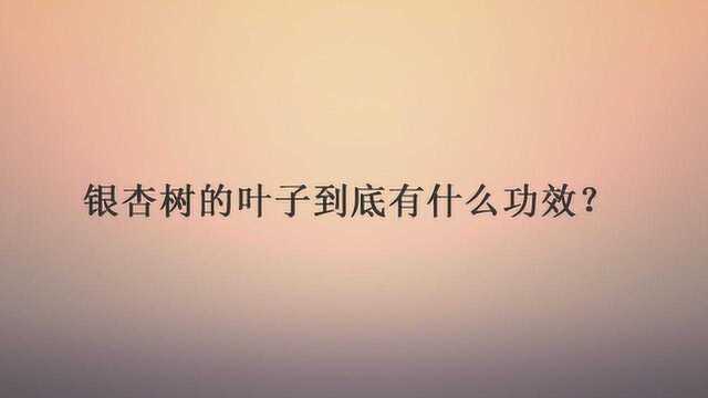 银杏树的叶子到底有什么功效?