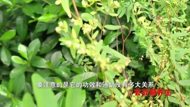 通奶草清热利湿、收敛止痒,常用于细菌性痢疾,外用可治疗湿疹